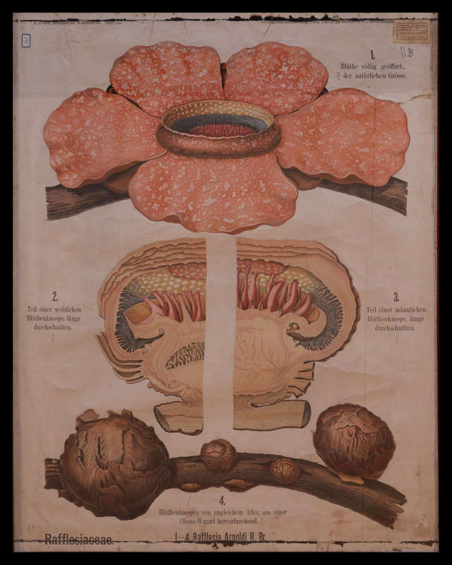Tafel 32 Rafflesiaceae